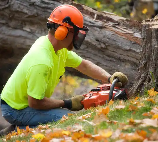 tree services Stone Ridge